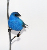 Indigo Bunting #2